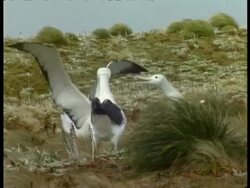 MS group of three Albatross standing around on grassy, windy plateau, Antarctica Stock Footage