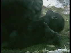 Bronx Zoo shows off four baby gorillas Instructional Video