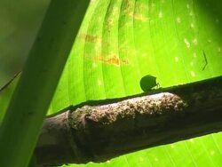 Atta worker ants Stock Footage