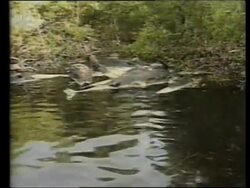 MEXICO: WHALES FOUND DEAD (V) News Clip