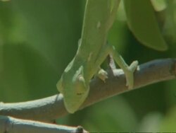 Flapnecked Chameleon, Chamaeleo dilepis, on tree branch, Botswana, Africa Stock Footage