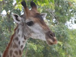 Chewing Giraffe Stock Footage