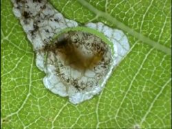 Time lapse - CU Leaf Mining Caterpillar cutting disc from leaf, UK Stock Footage