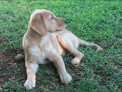 Cute Golden Retriever puppy Stock Footage