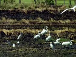 MS Egrets birds standing in water / Guanacaste, Costa Rica Stock Footage