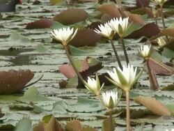 Tropical swamp 5  60i Stock Footage