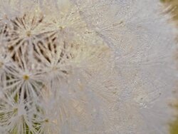 R/F Macro shot of a silverpuff Stock Footage