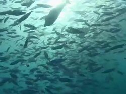 MS View of Fusilliers and unicorn fish feeding / Palau, Micronesia, Palau  Stock Footage
