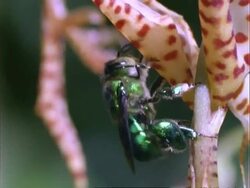 Euglossine Bee, CU bee hovers at and collects pollen from Gongora orchid, Panama. Stock Footage