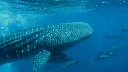 Whale Shark (Rhincodon types) and Cobia (Rachycentron canadum) swimming together. The location the Andaman Sea, Krabi, Thailand. This is a classic display of primal instinctive animal behavior. A symbiotic relationship that ensures their survival. Stock Footage