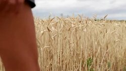 Hand of woman touching the wheat in field enjoying feeling Stock Footage
