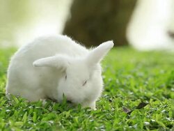 Rabbit Stock Footage