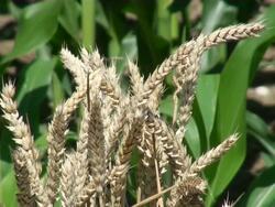 CU Shot of triticum aestivum / Serrig, Rhineland-Palatinate, Germany Stock Footage