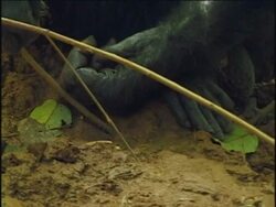 CU, TU, Chimpanzee (Pan troglodytes) fishing for termites, Gombe Stream National Park, Tanzania Stock Footage