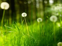 Dandelions and grass (loopable) Stock Footage