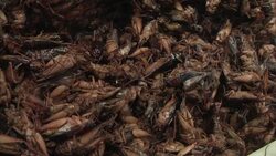 Edible insects are nutritious and some say delicious News Clip