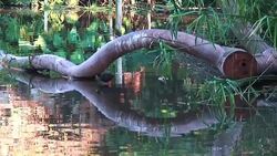 reflections of oak tree Stock Footage