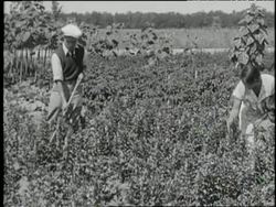 Workers harvest vegetables from Ford Garden Plots. News Clip