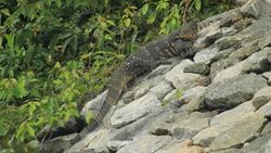 water monitor (Varanus salvator) baving on shore outside the water Stock Footage