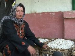 VOICED: Jasmine -- King of Perfumes gathered by Egypt's poor News Clip