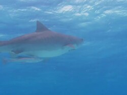 Tiger shark, Galeocerdo cuvier, rises to surface, Bahamas  Stock Footage