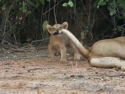 MS Cub playing with mother's tail / National Park, Africa, Kenya Stock Footage