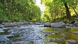 Small Oregon Stream Stock Footage