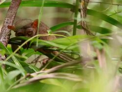 "LS through leaves of a Philippines tarsier with head down crouched on a branch looking up to camera while moving it's ears and eyes / Bohol Island, Philippines" Stock Footage