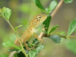 Yellow lizard Stock Footage