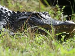 Alligator Stock Footage