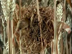 Harvest Mouse (Micromys minutus) half emerges from living nest, England Stock Footage