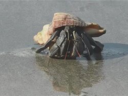Hermit crab on the beach Stock Footage
