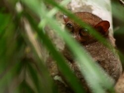 "CU through leaves of a Philippines tarsier clinging to a tree / Bohol Island, Philippines" Stock Footage