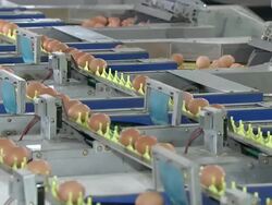 MS Eggs on conveyor belt for sorting / Anseong, Gyeonggi-do, South Korea Stock Footage