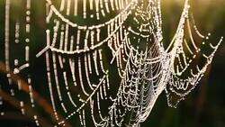 Close-up of dew water droplets on spider web Stock Footage