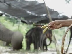 MS PAN  Elephant being feeded / Bangkok, Thailand Stock Footage