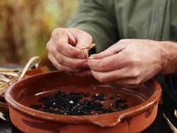SLOW MOTION: Cracking Bean Pods Stock Footage