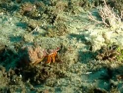 MS ZI ZO Shot of Halloween hermit crab sitting and feeding next to clams on rock with snapper and cardinal fish swimming around / Matola, Maputo, Mozambique Stock Footage