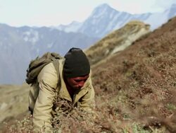 MS Sex herb collector at Himalayan mountains / Durma, Banke District, Nepal Stock Footage