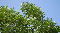 Tree tops blow in wind with blue sky background. Stock Footage