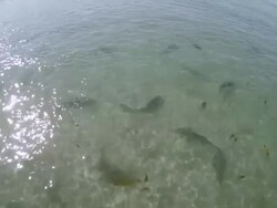 MS POV HA TU Sharks at la jolla beach / San Diego, California, United States Stock Footage