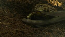 A bullfrog chomps a small snake. Stock Footage