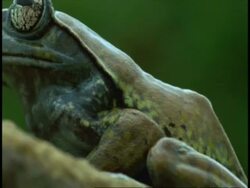 BCU brown frog, side view, Western Ghats, India Stock Footage