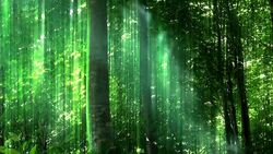 Enchanted Forest Stock Footage