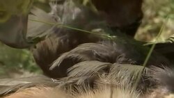 A raptor uses its beak to tear feathers from its prey. Stock Footage