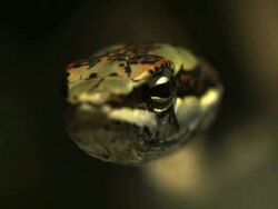 Close up Front Angle Slow Motion - Vine snake head facing camera / Costa Rica Stock Footage