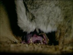 Rabbit (Oryctolagus cuniculus) giving birth, Andalucia, Spain Stock Footage