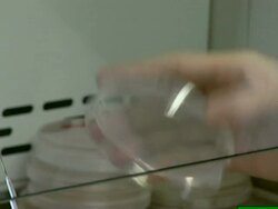 Researching bacterial and algae samples in a petri dish to see how they protect themselves from extreme UV exposure (NTSC PAL 4x3 Anamorphic; H264 MPEG4 16x9 Square) Stock Footage