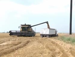 Wheat farmer loads harvested grain to take to market Stock Footage