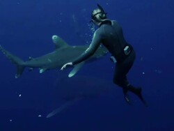 Free Diving With A Whitetip Shark Stock Footage